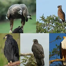 Eagle