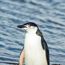 Penguin
