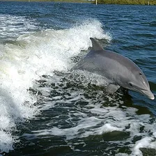 Dolphin