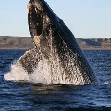 Whale