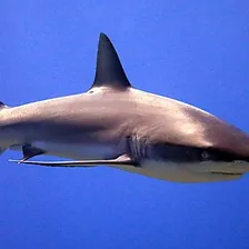 Shark