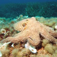 Octopus