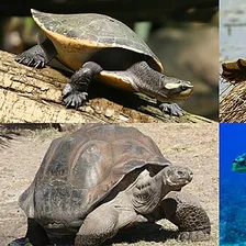 Turtle