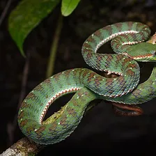 Snake