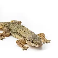 Lizard