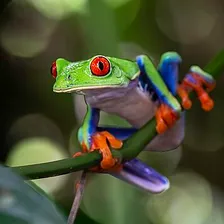 Frog