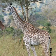 Giraffe