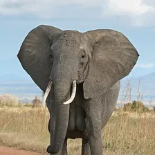 Elephant