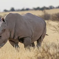 Rhino