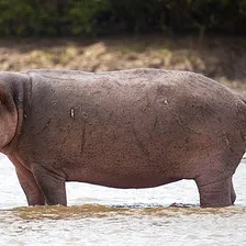 Hippo