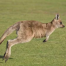 Kangaroo
