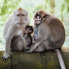 Monkey