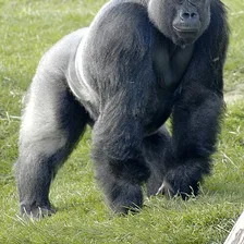 Gorilla