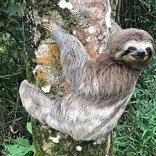 Sloth