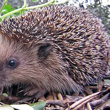 Hedgehog