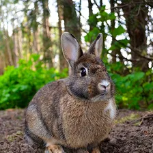 Rabbit