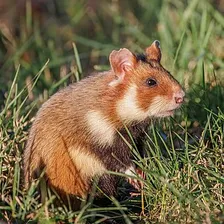 Hamster