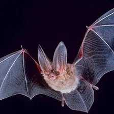 Bat
