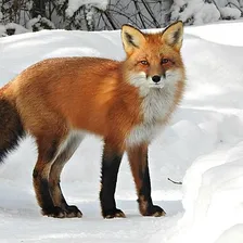 Fox