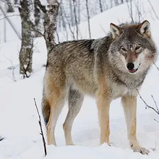 Wolf
