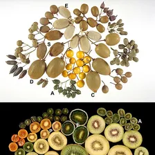 Kiwi