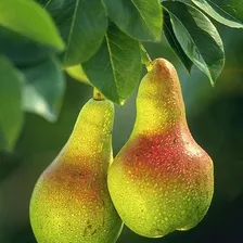 Pear