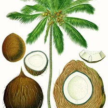Coconut