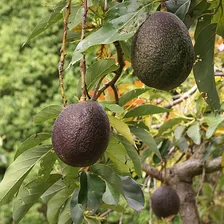 Avocado