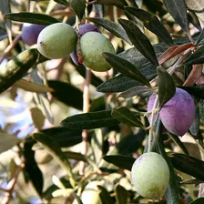 Olive