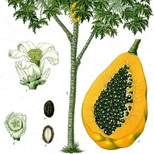 Papaya