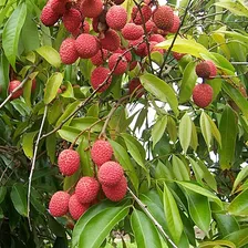 Lychee