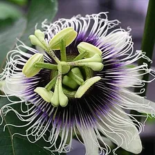 Passion Fruit