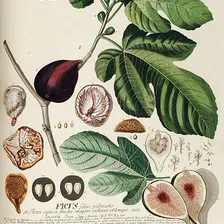 Fig