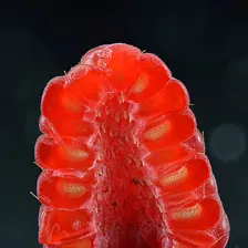 Raspberry