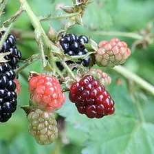 Blackberry
