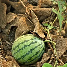 Watermelon