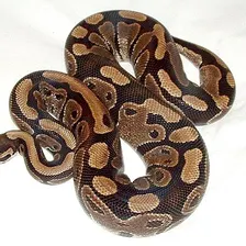 Snake