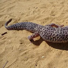Gecko