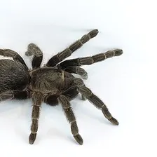 Tarantula