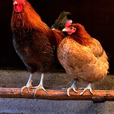 Chicken