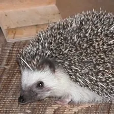 Hedgehog