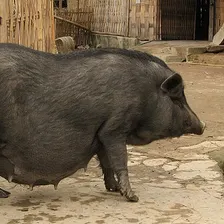 Mini Pig