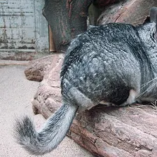 Chinchilla