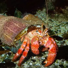 Hermit Crab