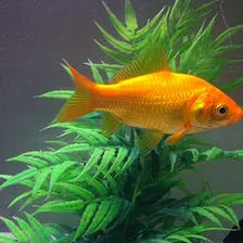 Goldfish
