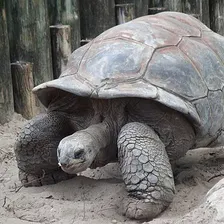 Tortoise