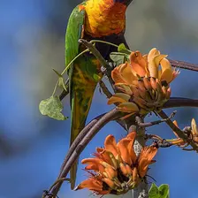 Parrot