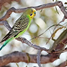 Budgie