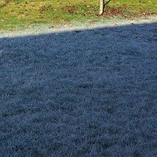 Frost