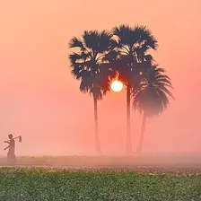 Fog
